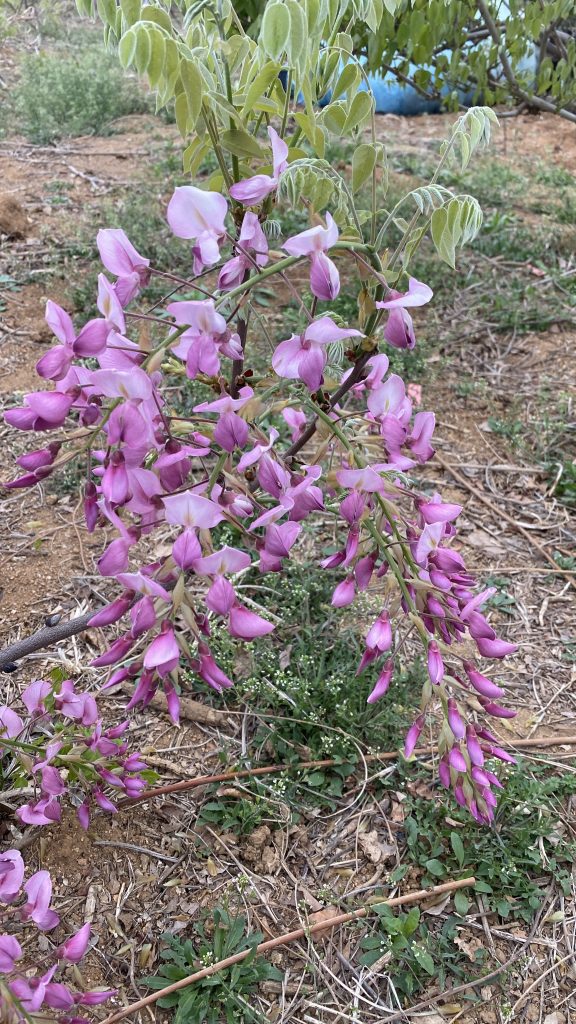 图片[6]-紫藤品种记录(持续更新)-喜悦农夫