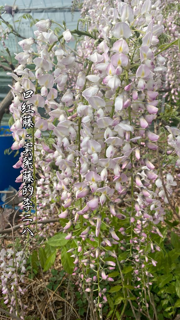 图片[10]-紫藤品种记录(持续更新)-喜悦农夫