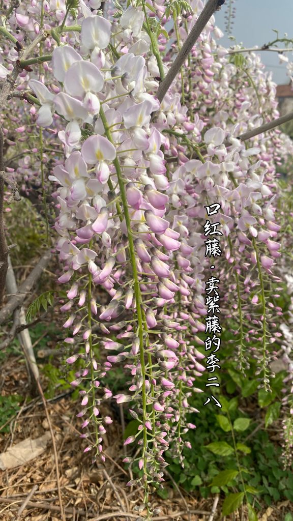 图片[8]-紫藤品种记录(持续更新)-喜悦农夫