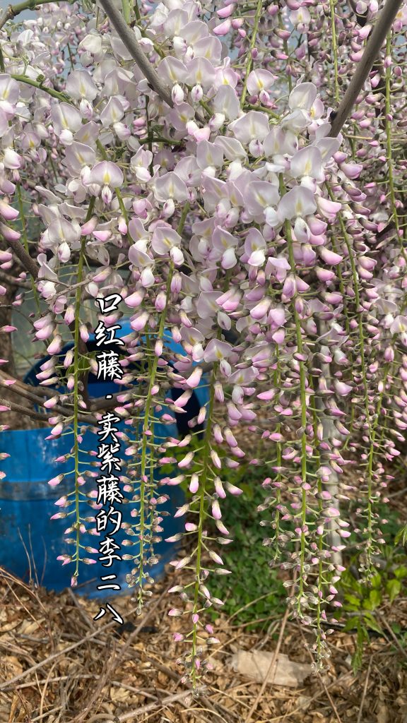 图片[9]-紫藤品种记录(持续更新)-喜悦农夫