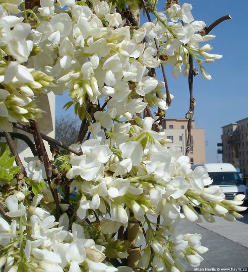 紫藤的基本了解,看这一篇就够了!-喜悦农夫