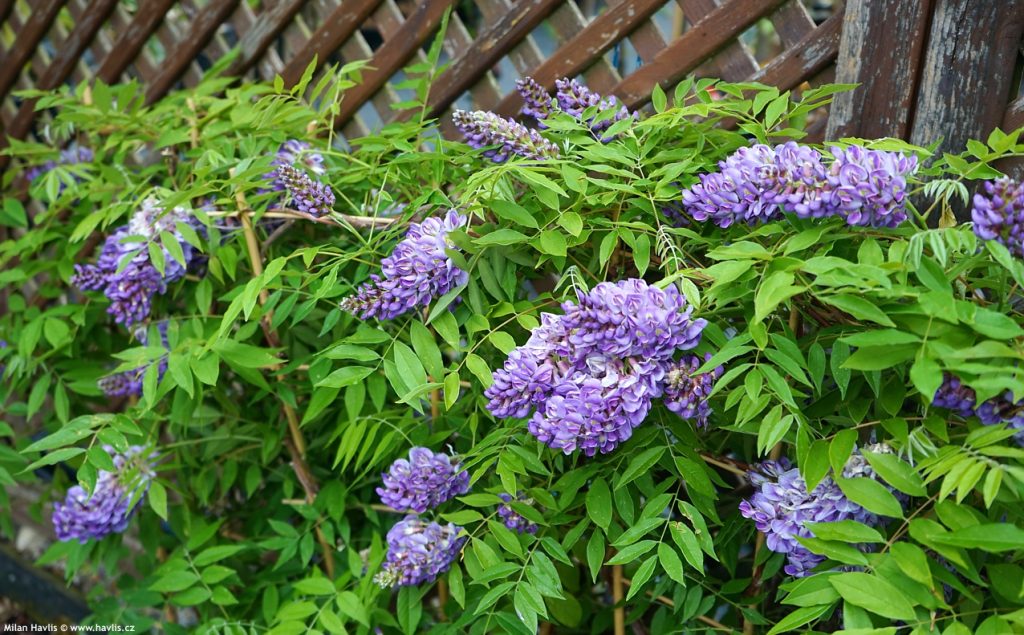 图片[4]-紫藤的基本了解，看这一篇就够了！-紫藤交流圈子-养花养草-喜悦农夫