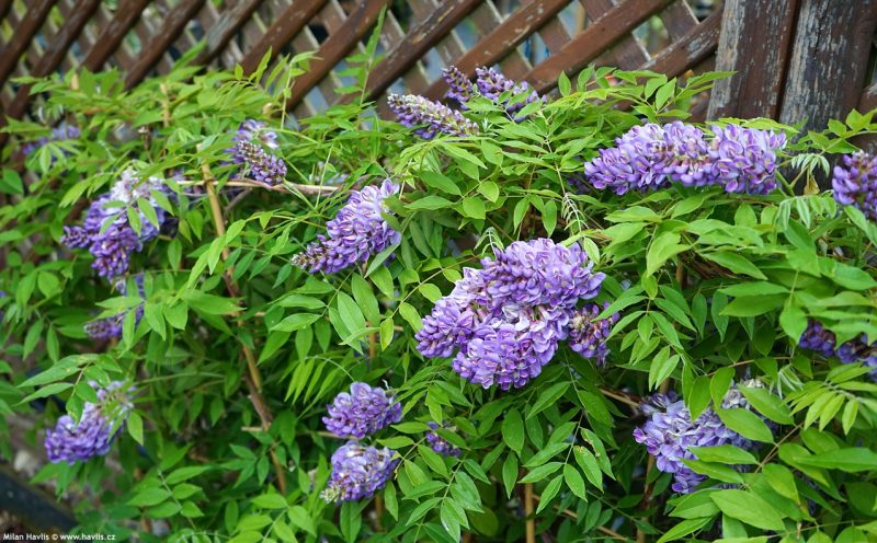 紫藤的基本了解,看这一篇就够了!-喜悦农夫