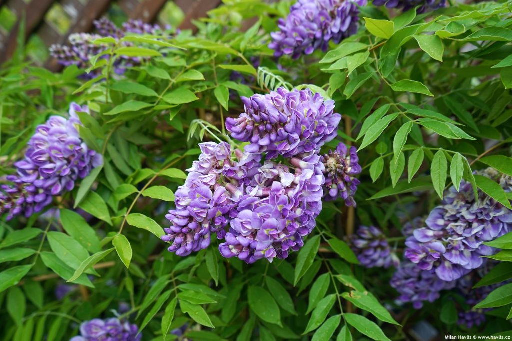 图片[7]-紫藤的基本了解，看这一篇就够了！-紫藤交流圈子-养花养草-喜悦农夫