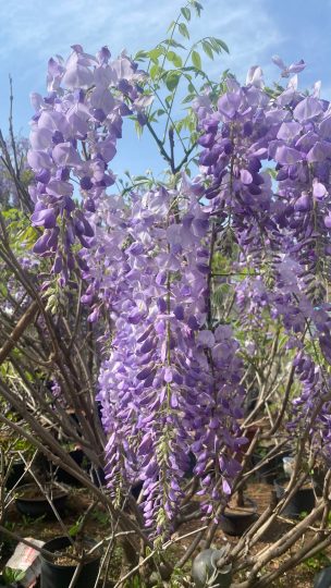 春天时的紫藤花冬季再拿来欣赏-喜悦农夫