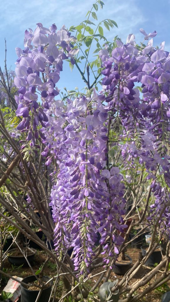 图片[3]-紫藤花分享