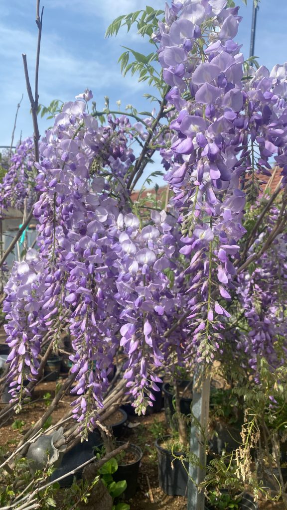 图片[2]-紫藤花分享