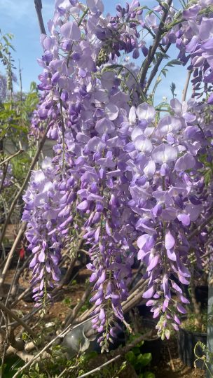 春天时的紫藤花冬季再拿来欣赏-喜悦农夫