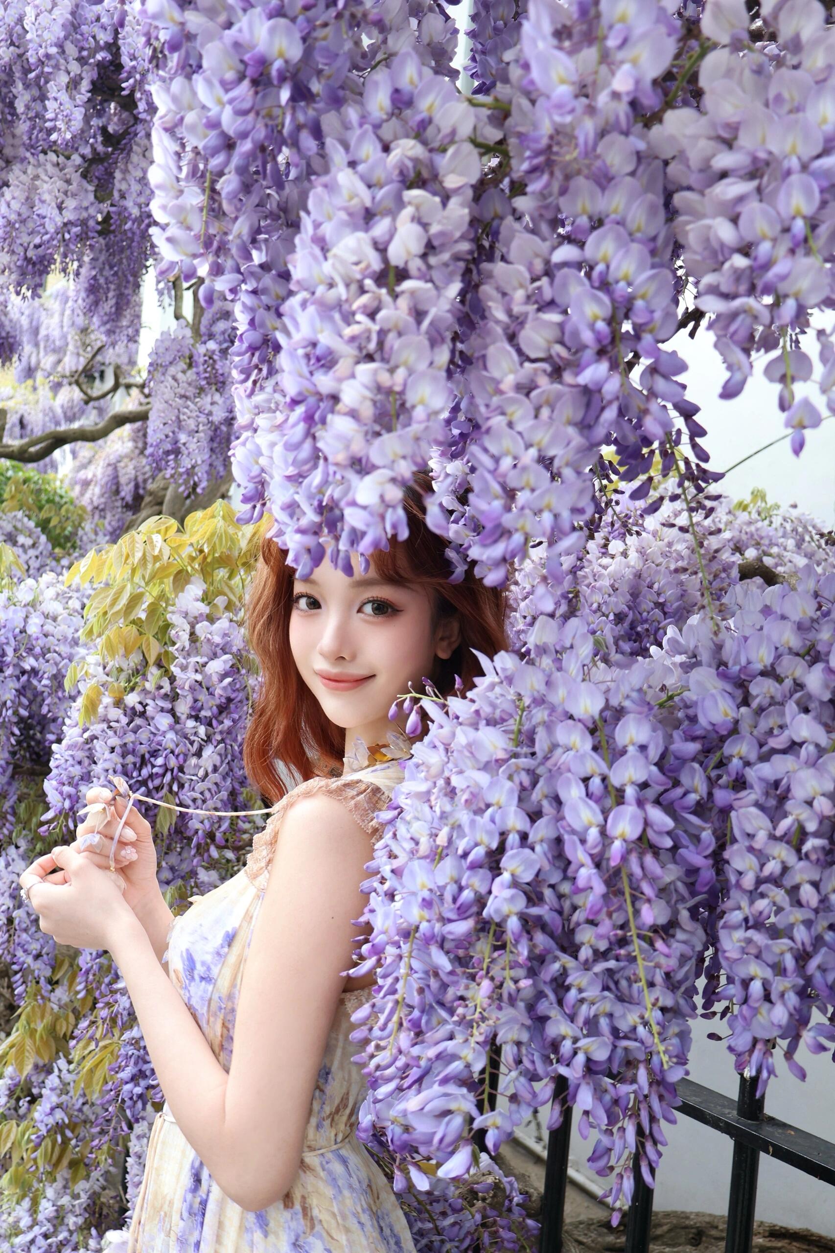 紫藤品种记录(持续更新)-喜悦农夫