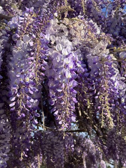 紫藤（Wisteria sinensis）概览-喜悦农夫