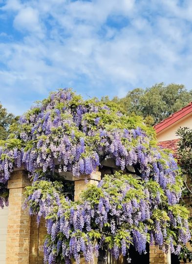 这样的紫藤真的太好看了，羡慕！-喜悦农夫