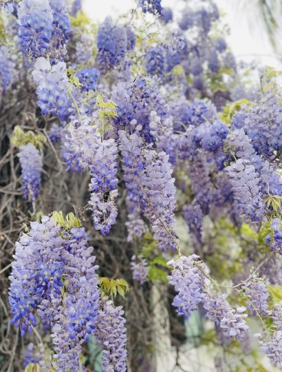 这样的紫藤真的太好看了，羡慕！-喜悦农夫