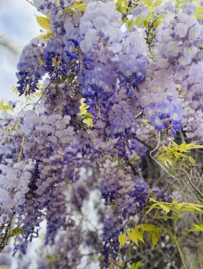 这样的紫藤真的太好看了，羡慕！-喜悦农夫
