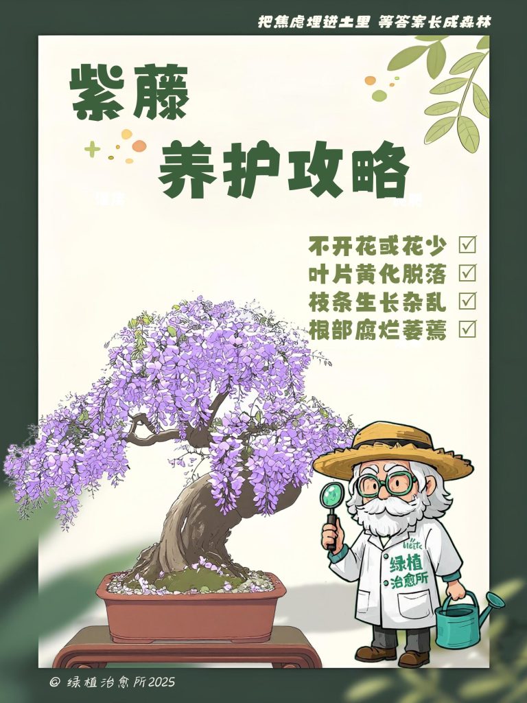 image_紫藤养护全攻略_点缀生活的鲜花话..._0