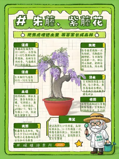 紫藤花养护攻略-喜悦农夫
