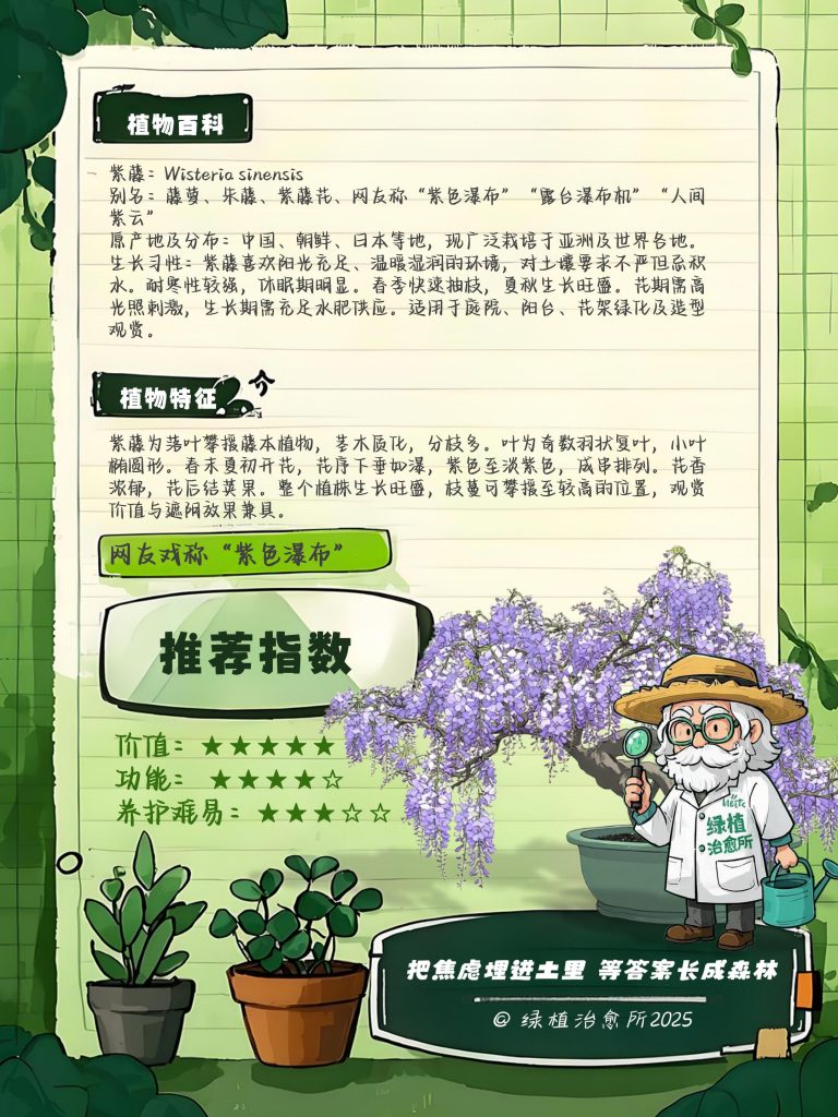 image_紫藤养护全攻略_点缀生活的鲜花话..._2