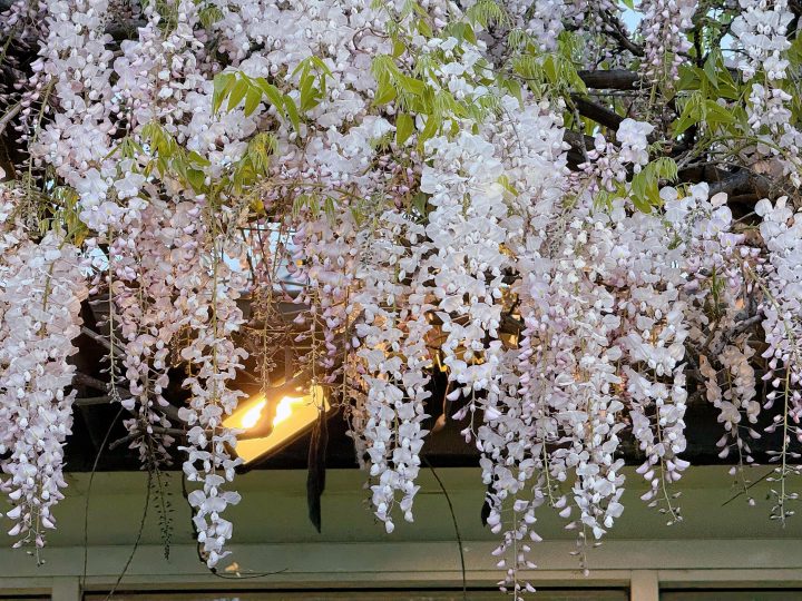 紫藤养护多年为什么不开花？(附整改说明)-喜悦农夫