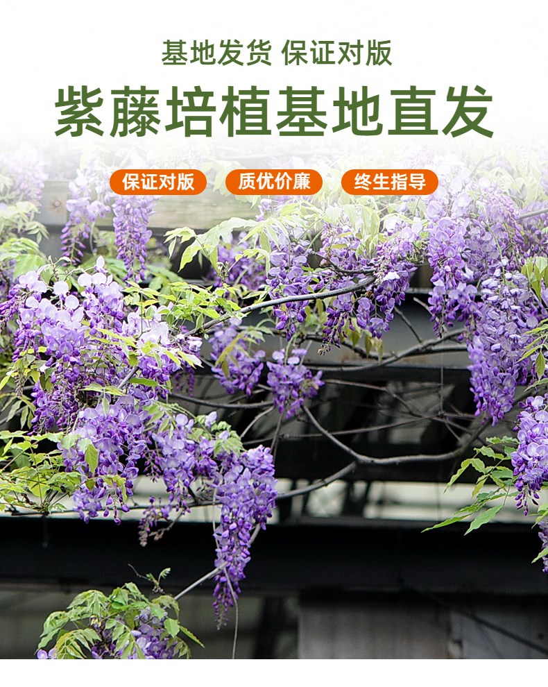 图片[1]-日本粉色紫藤‘阿知藤’2-3年苗-喜悦农夫
