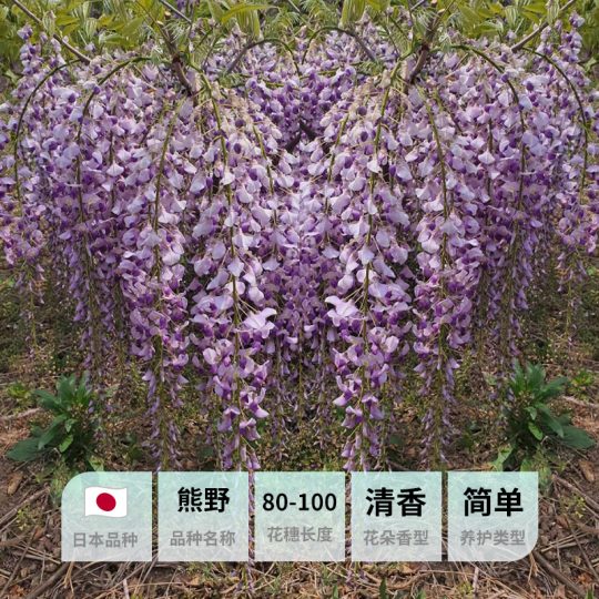日本长穗紫藤‘熊野藤’2-3年苗-喜悦农夫