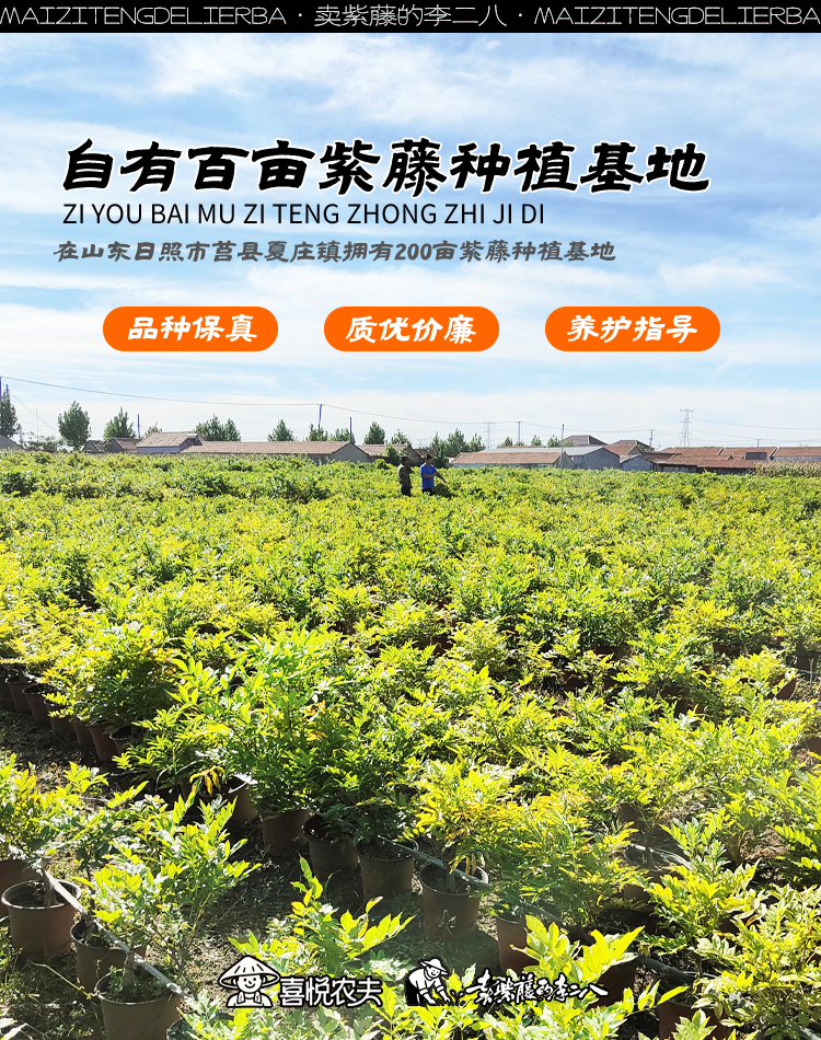 图片[1]-紫藤嫁接2年桩苗-品种可选-喜悦农夫