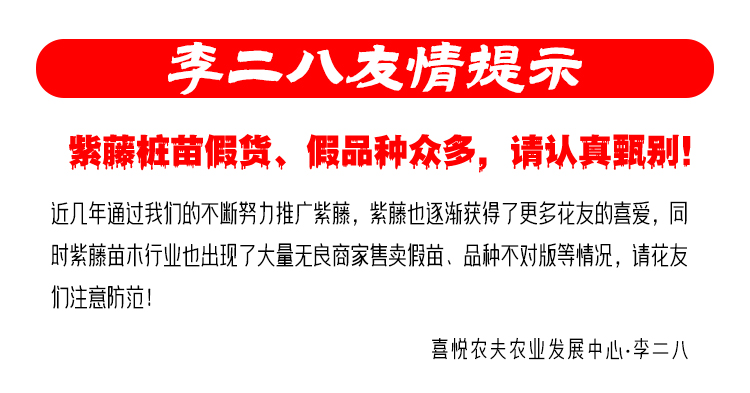 图片[2]-紫藤嫁接2年桩苗-品种可选-喜悦农夫