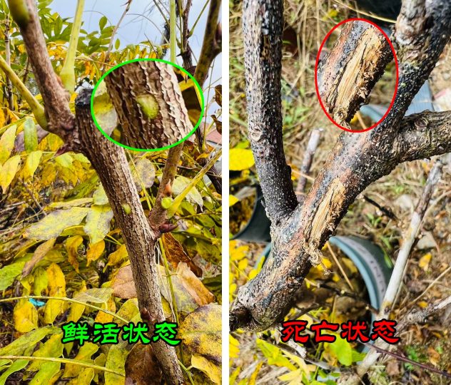 冬季紫藤进入休眠期,如何判断是否存活?-喜悦农夫