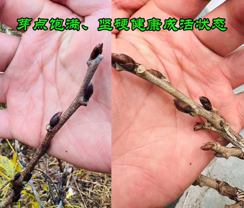 20251108100912395-888