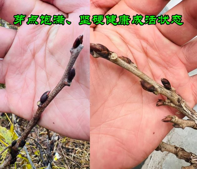 冬季紫藤进入休眠期,如何判断是否存活?-喜悦农夫