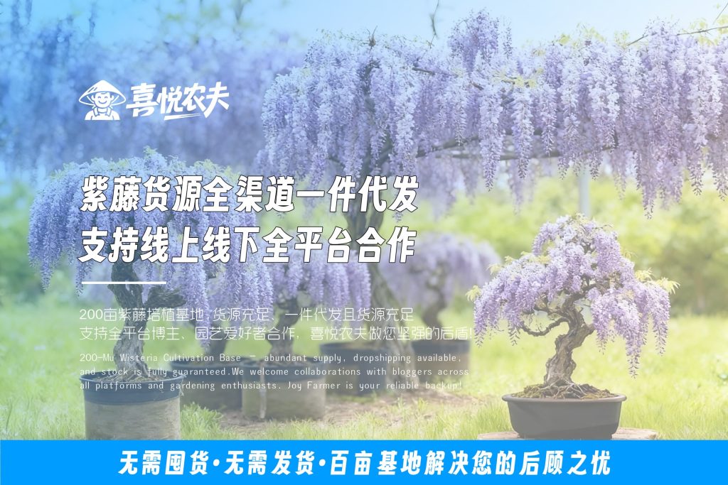 图片[1]-诚征紫藤网络销售代理(一件代发)实力基地全方位保障！-喜悦农夫