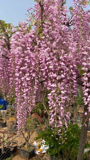 日本粉色紫藤品种‘阿知藤’开花美图分享-喜悦农夫