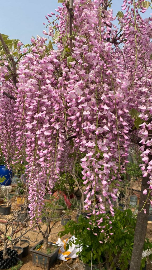 图片[4]-日本粉色紫藤品种‘阿知藤’开花美图分享-紫藤交流圈子-养花养草-喜悦农夫