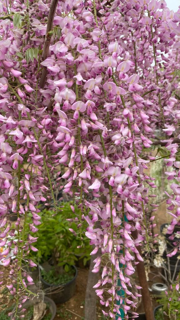 图片[2]-日本粉色紫藤品种‘阿知藤’开花美图分享-紫藤交流圈子-养花养草-喜悦农夫