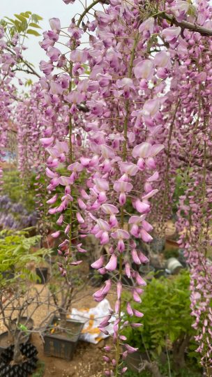 日本粉色紫藤品种‘阿知藤’开花美图分享-喜悦农夫