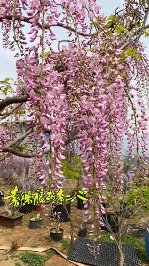 日本粉色紫藤品种‘阿知藤’开花美图分享-喜悦农夫