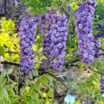 花友小王的头像-喜悦农夫