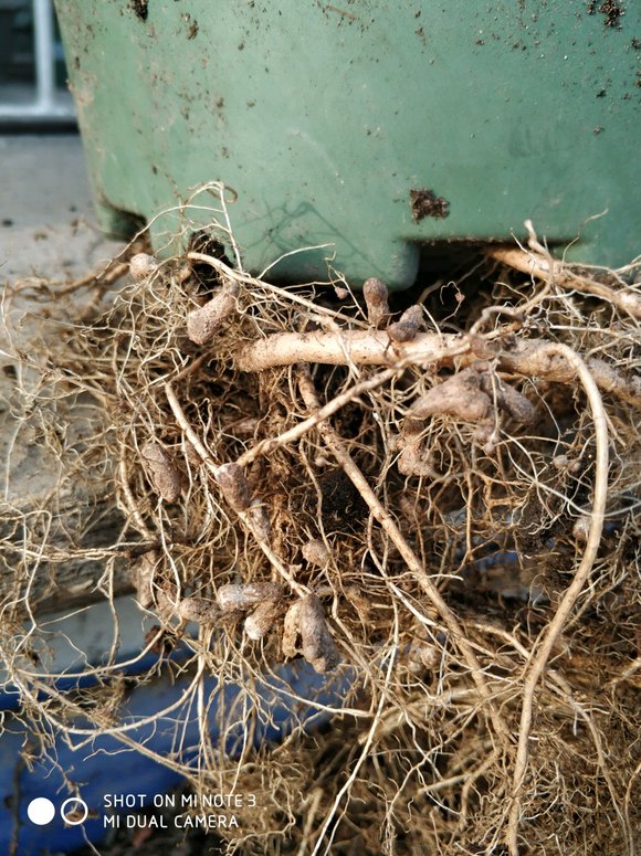 图片[1]-【提问】请问紫藤根系上的“小痘痘”是什么？是得病了吗？-紫藤交流圈子-养花养草-喜悦农夫