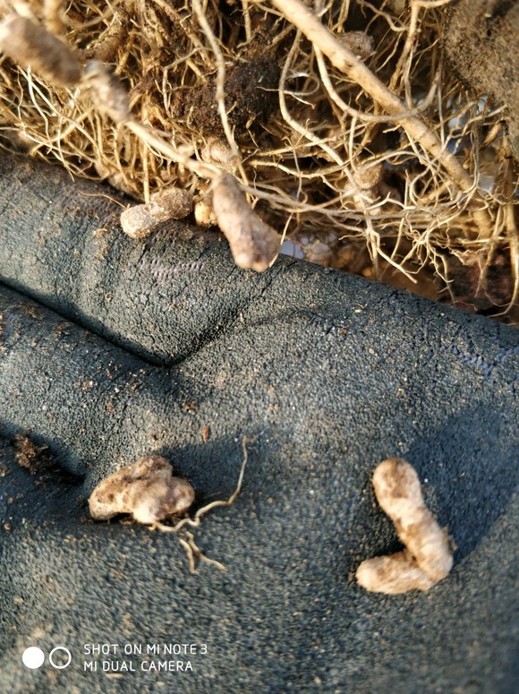 图片[2]-【提问】请问紫藤根系上的“小痘痘”是什么？是得病了吗？-紫藤交流圈子-养花养草-喜悦农夫