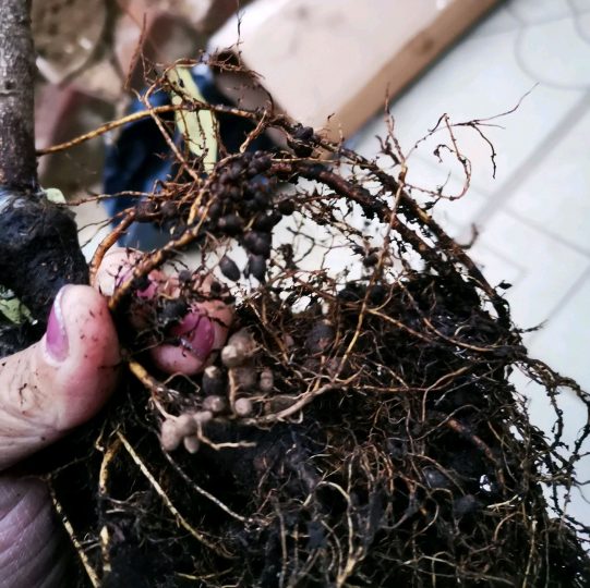 请问紫藤根系上的“小痘痘”是什么?是得病了吗?-喜悦农夫